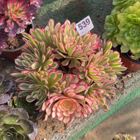 539白月光多肉多肉