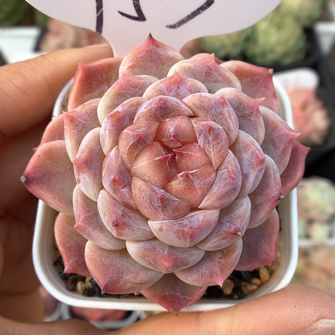 紫心冰魄可拍953号。 