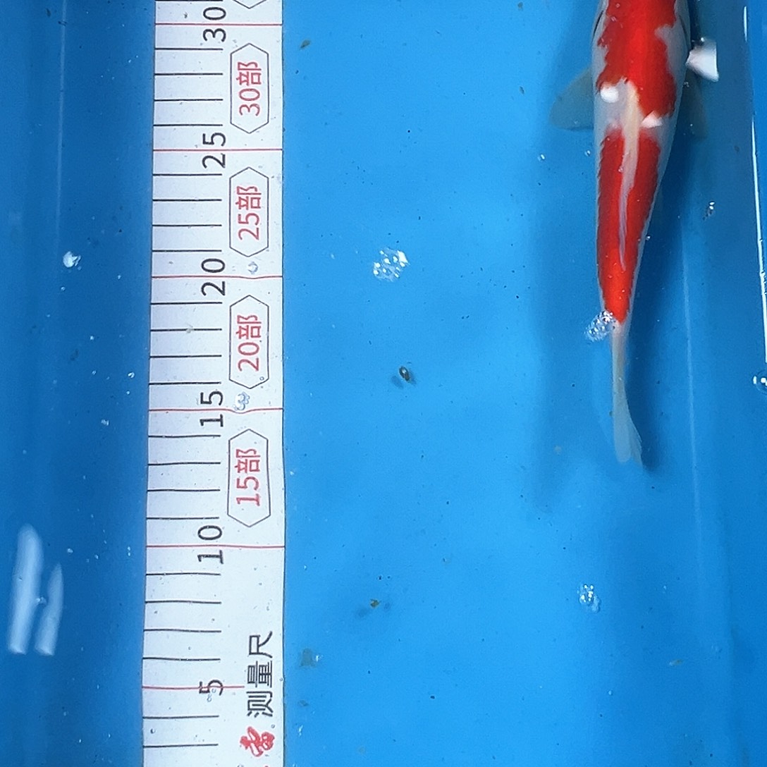 锦鲤鑫泓锦鲤养殖