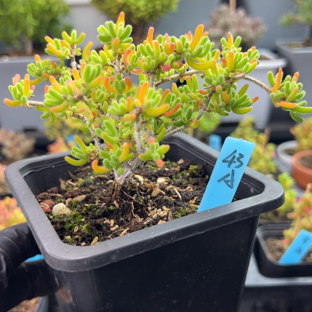 老桩飘枝萤光兔43号