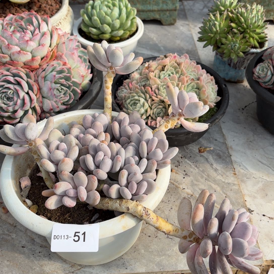 同温层多肉桃美人51