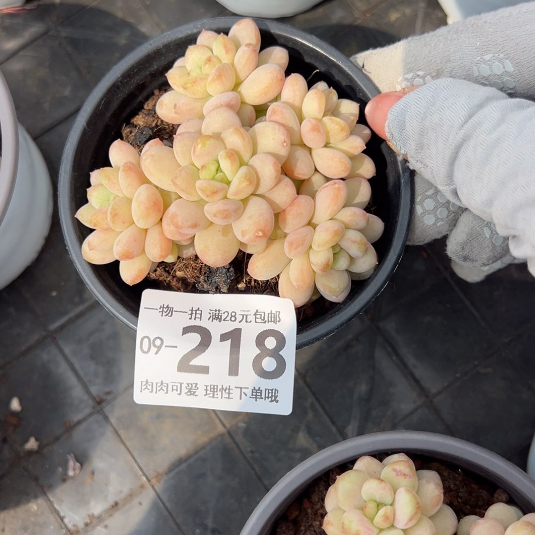 阳光玫瑰多肉多肉多肉多肉多肉