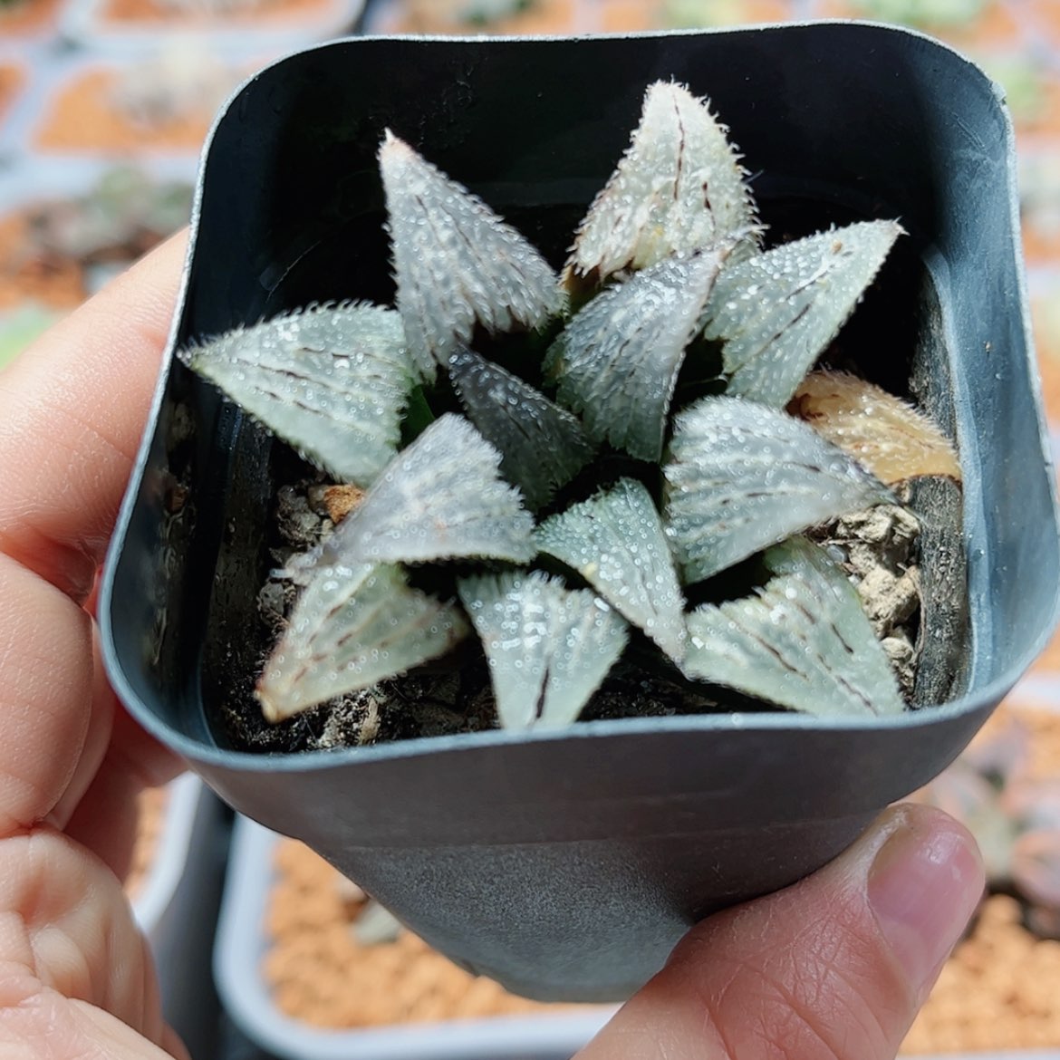 【闪购商品】梳****人长毛狗