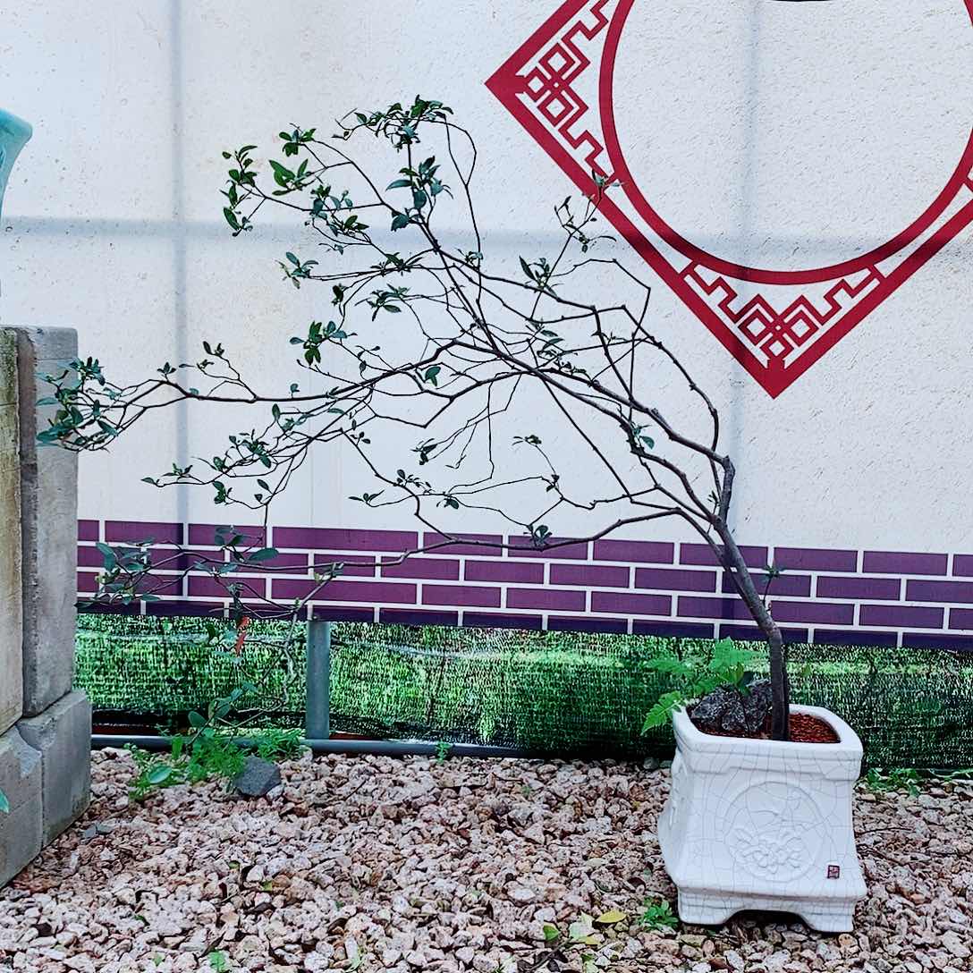 海岛春花一物一拍