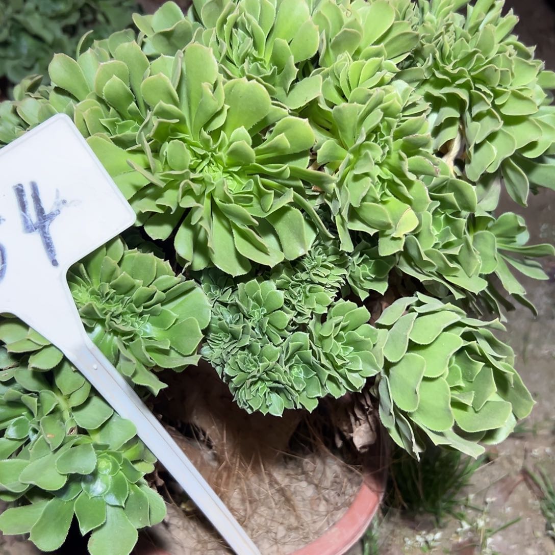 多肉354植物绿羊绒缀花