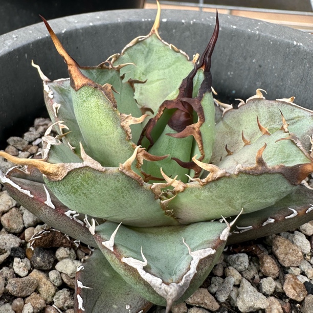龙舌兰仁王冠多肉植物 一物一拍脱土发货