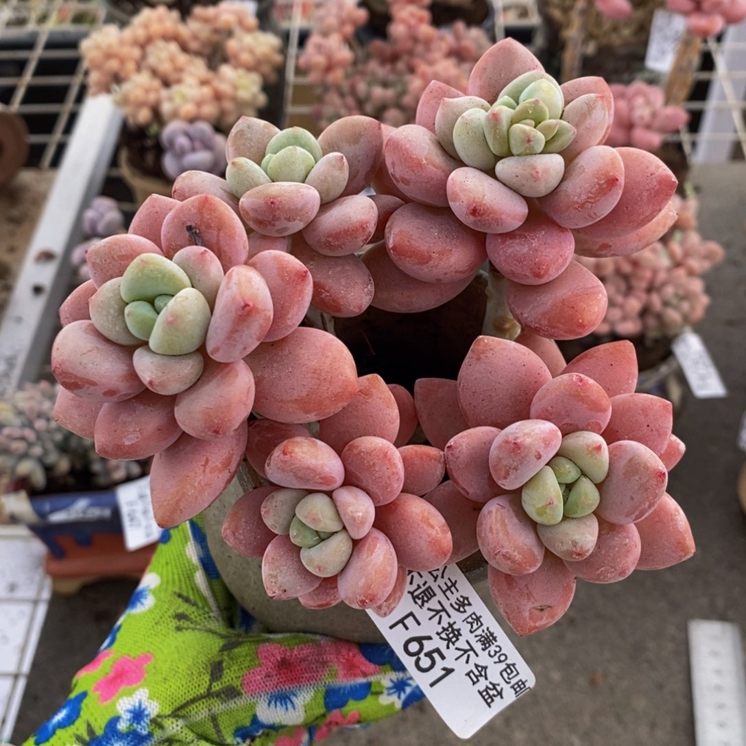 樱花洛神651/10c m