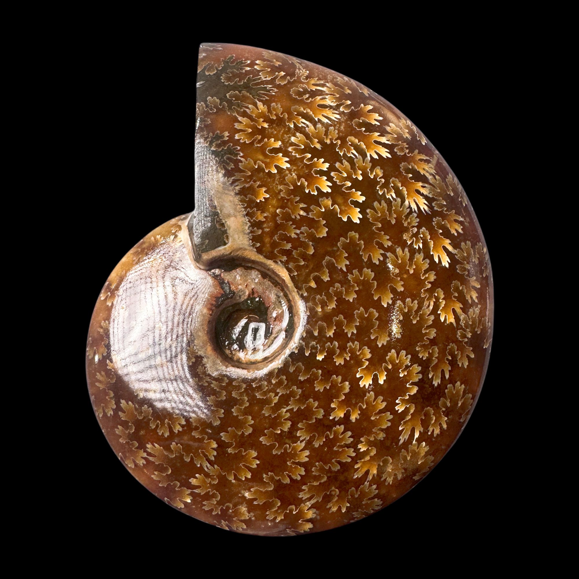 【 叶菊石（手把件）】123.4mm 玉化 马达加斯加 古贝壳N-1 C9