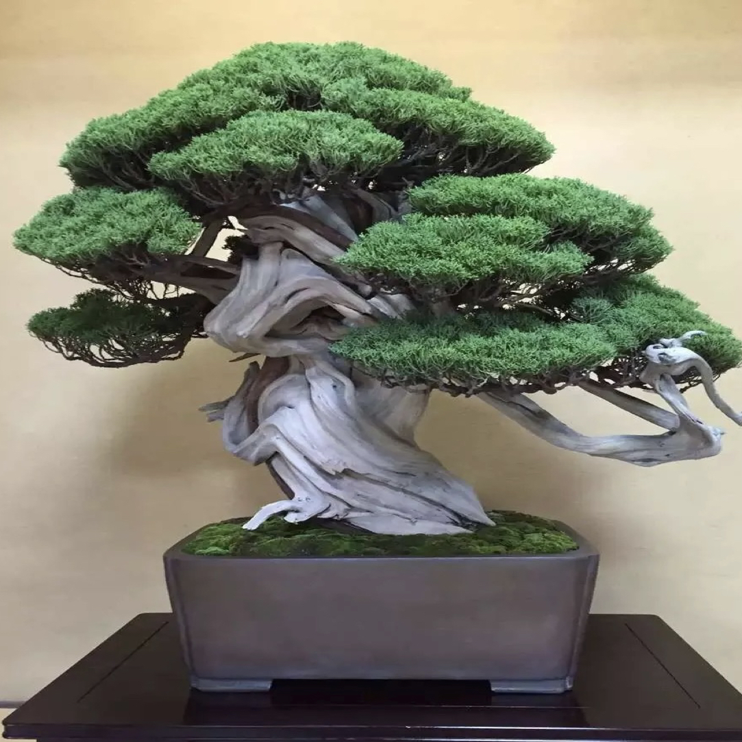 黑松真柏盆景老盆口盆景——直播专用。