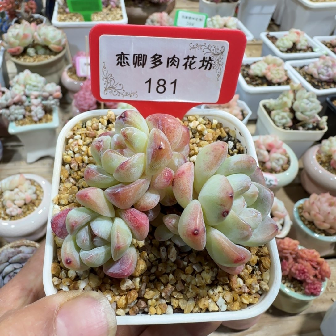 181冰玉老桩多头无砍