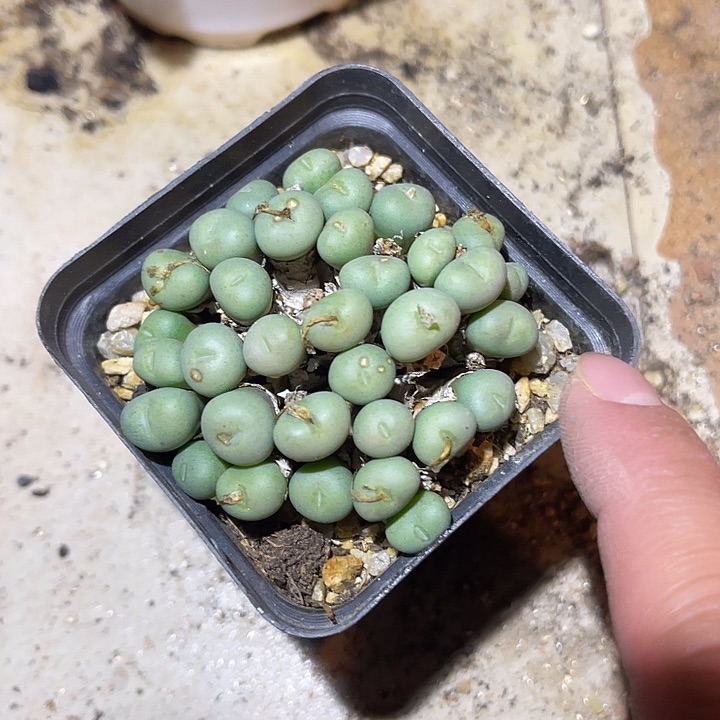 满38包邮2天凑单，脱土晾根发货多肉植物