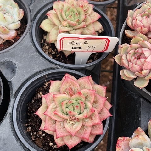 凸起玛利亚9.9一盆88888888