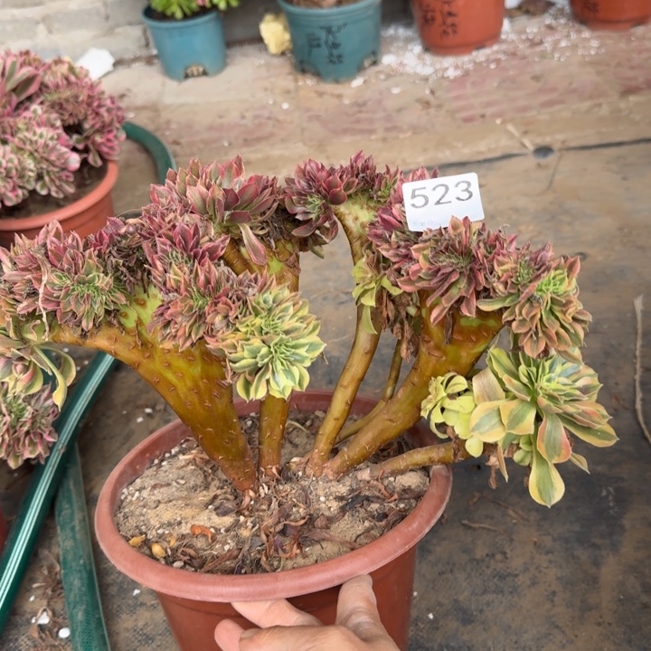 梦幻七彩法师锦缀化523