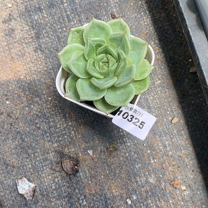 阿雅园艺。        10325