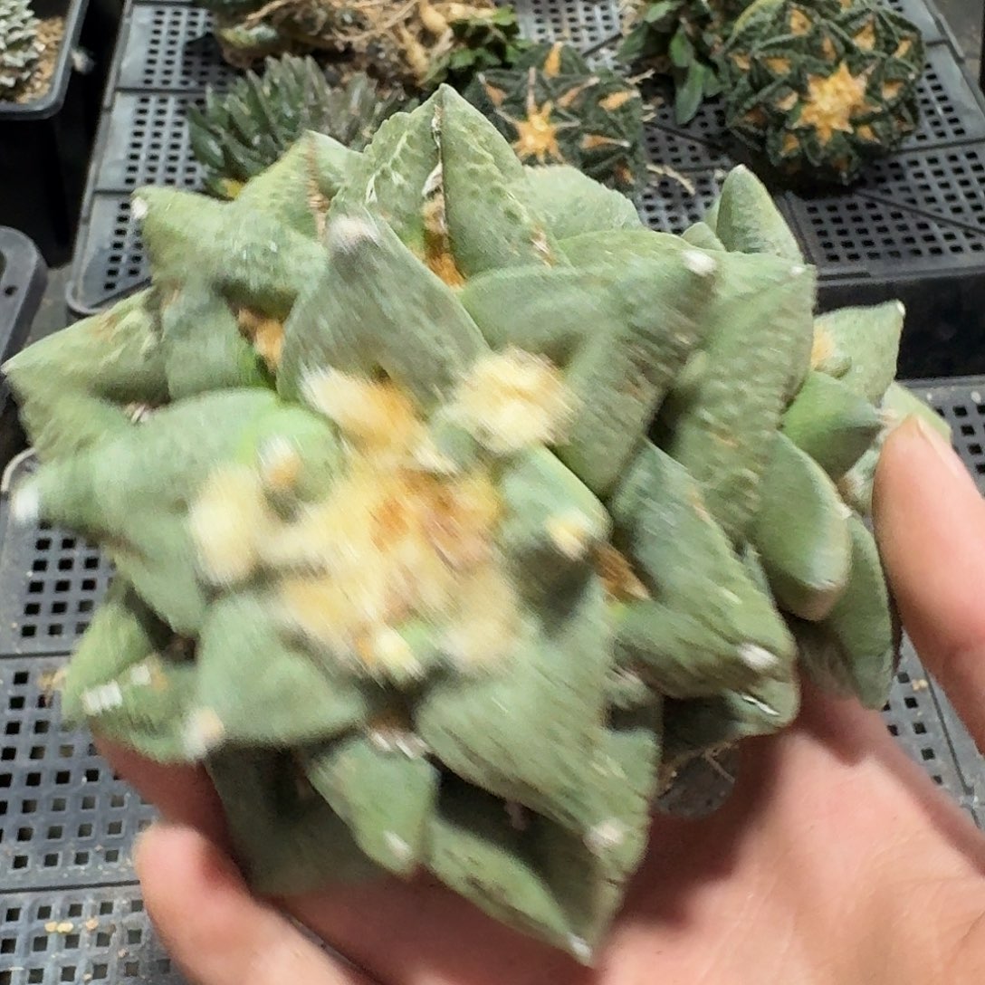 738好仙人球萝卜根