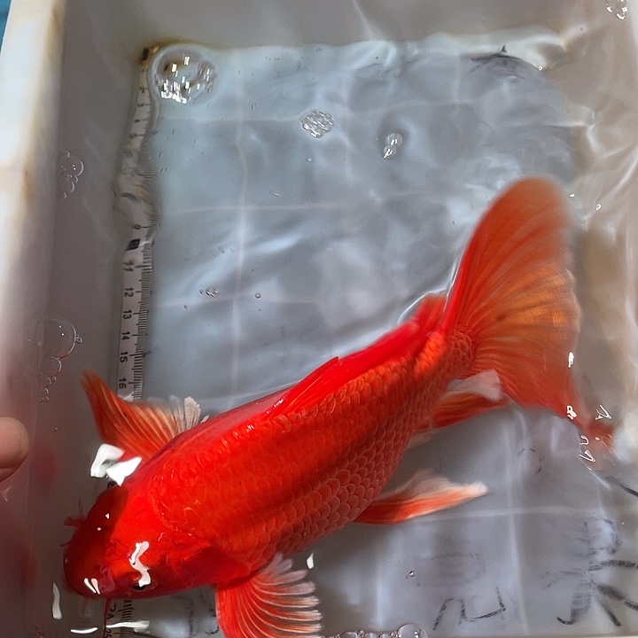 蝴蝶鲤鱼渔场直发87