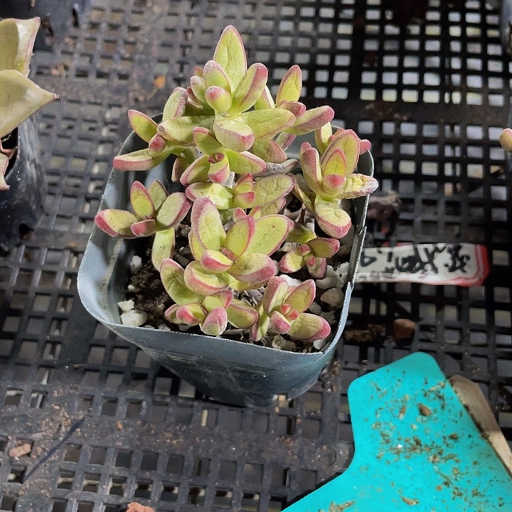 小天狗群带哦土发货