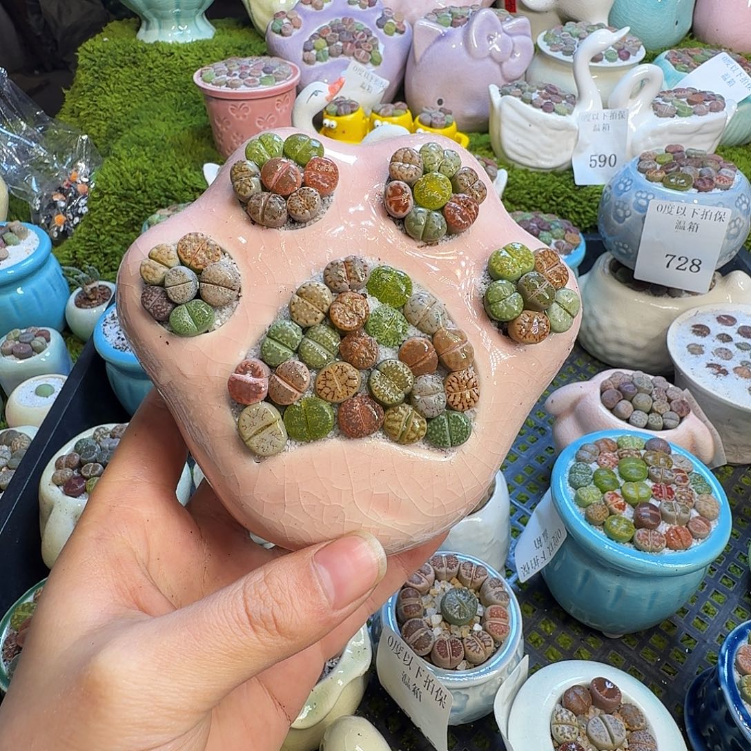 多肉植物的生长发育752