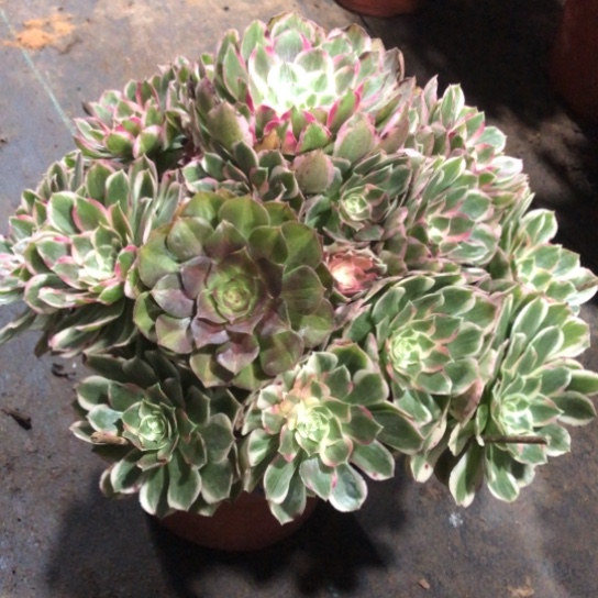 人***梦无花朵孔雀翎法师多肉植物785号