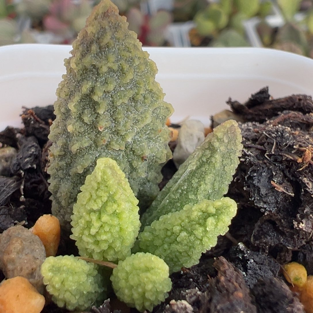 爆炸纹实生新品大苗多肉