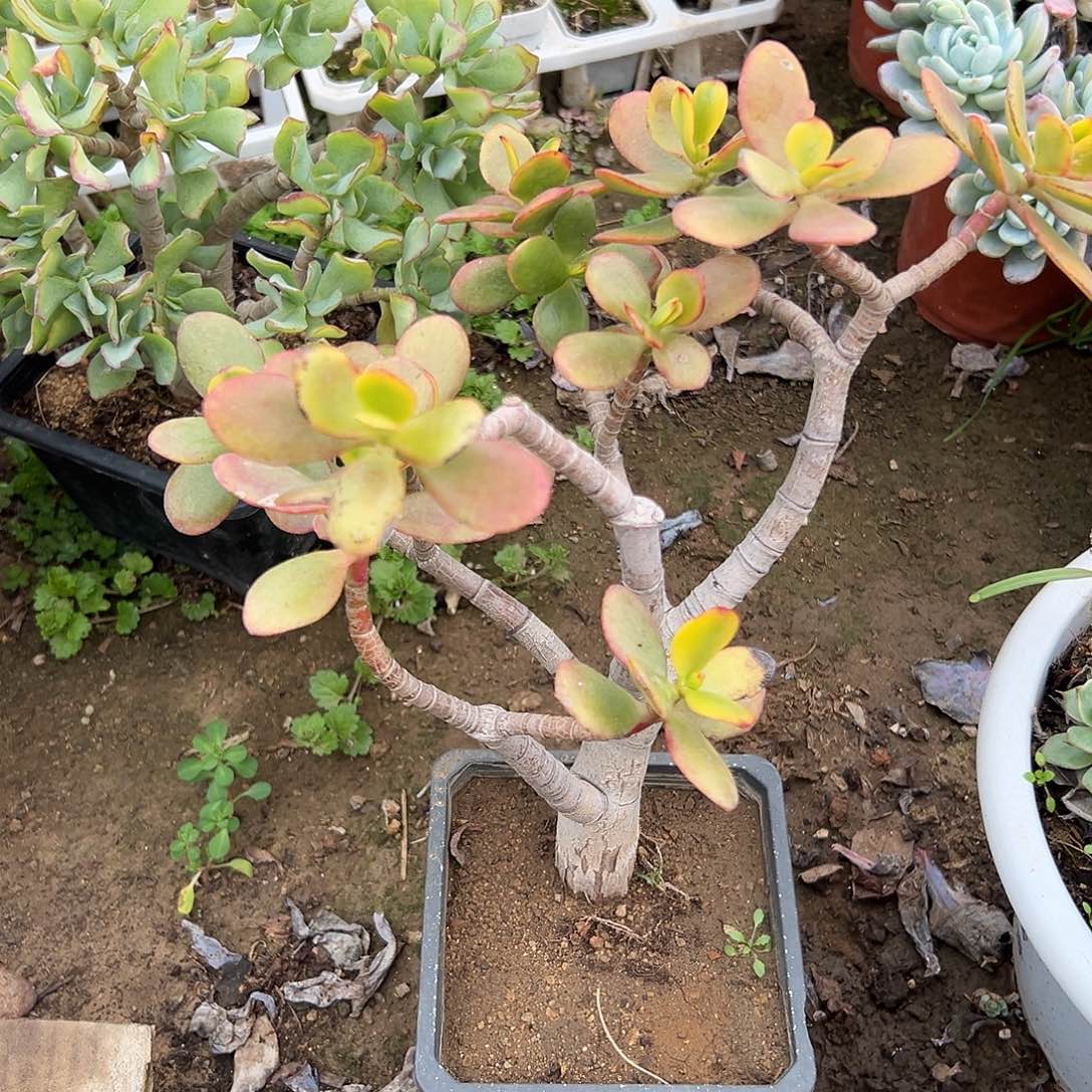 多肉植物玉树彩锦