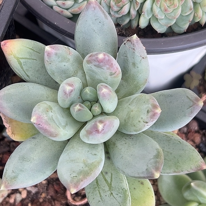 孤品美人特价一物一拍