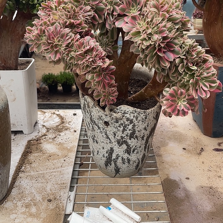 粉女巫缀朵朵包邮