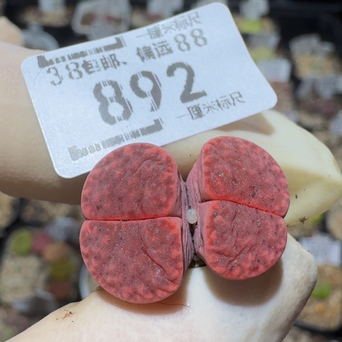 zzzZ生石花肉子892