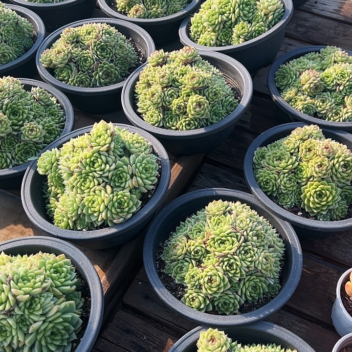 大盆  红女王  福利