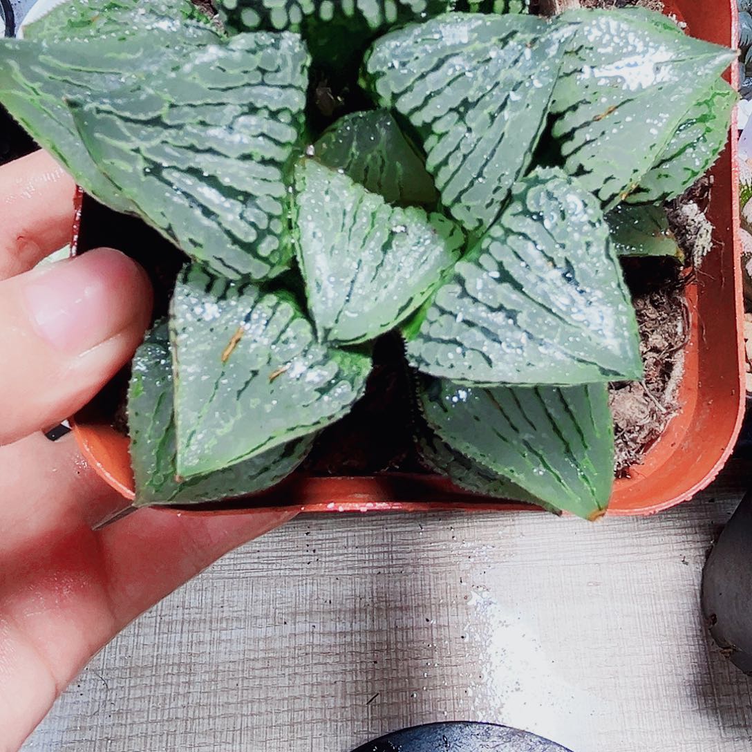 马丽丽女王多肉植物