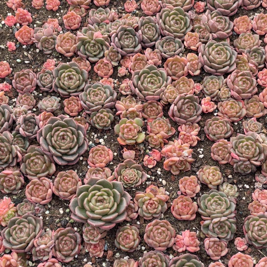 云糖心多肉植物105