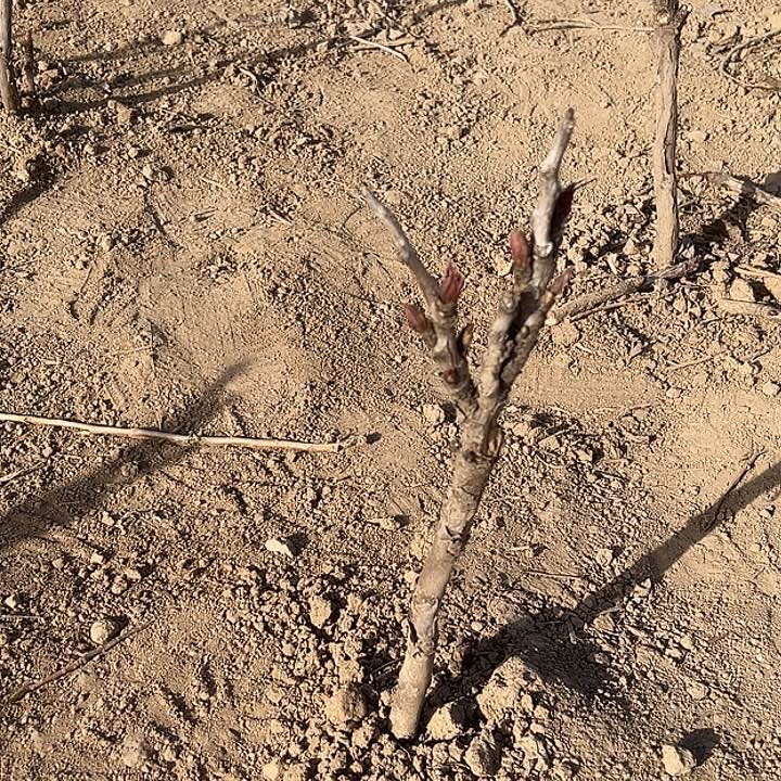 幸***生完全开放皇冠中颗