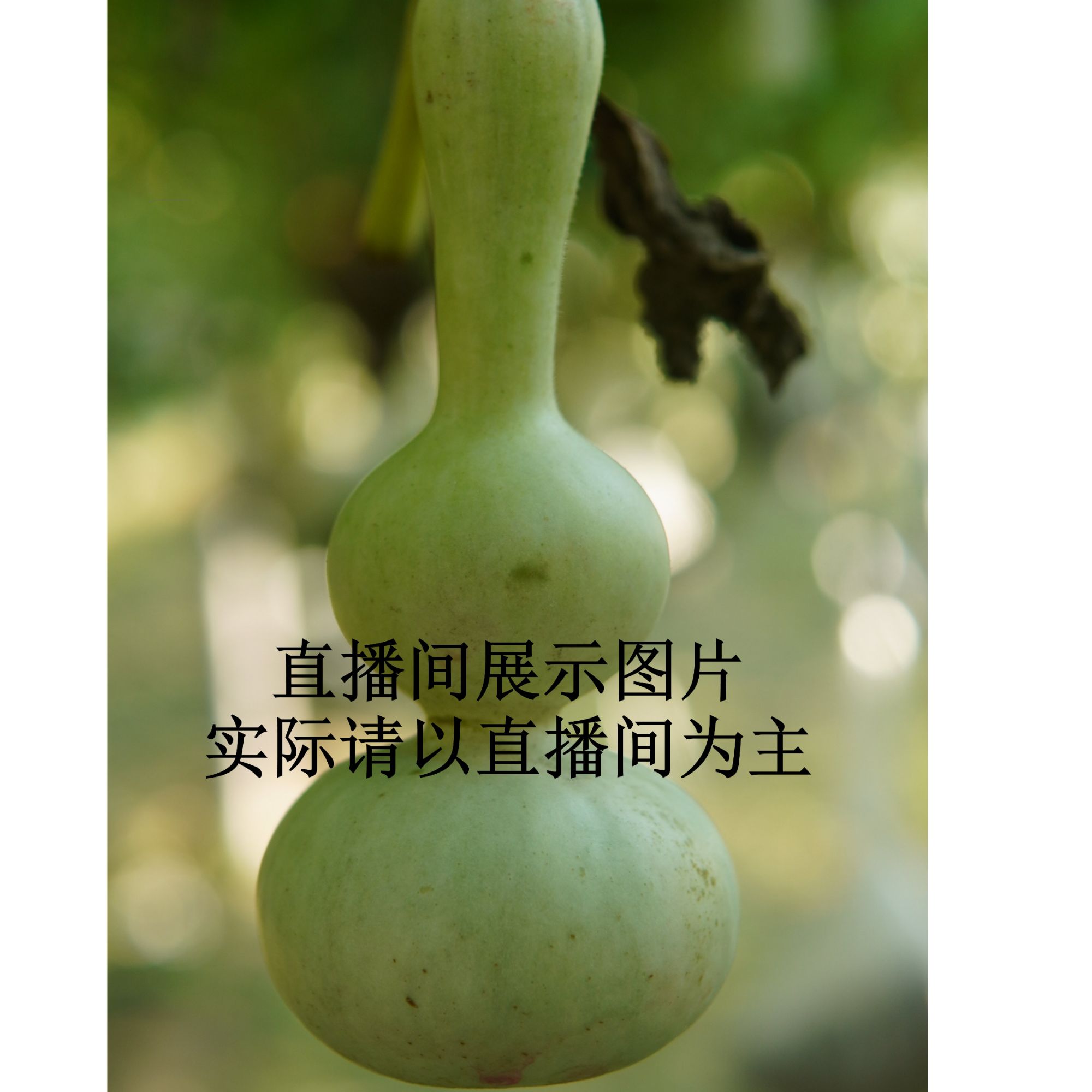 精品葫芦粗嘴八宝青皮