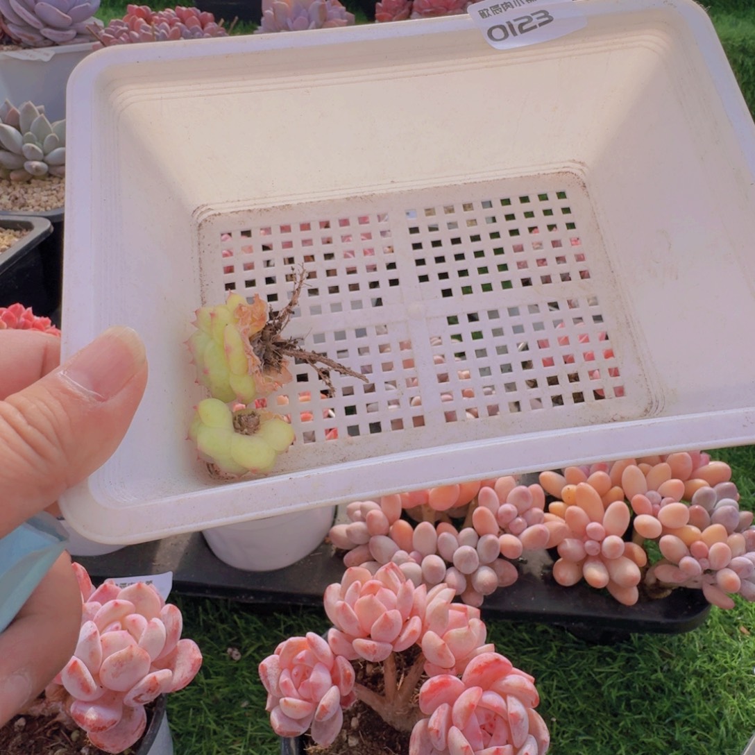 裹***光多肉植物麦秆两颗0123