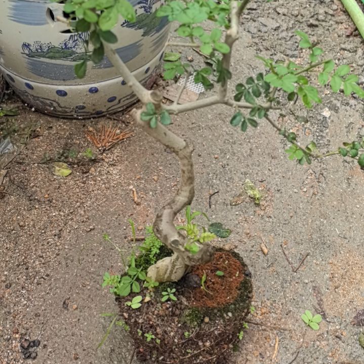 黎***泳对节白银一个土球
