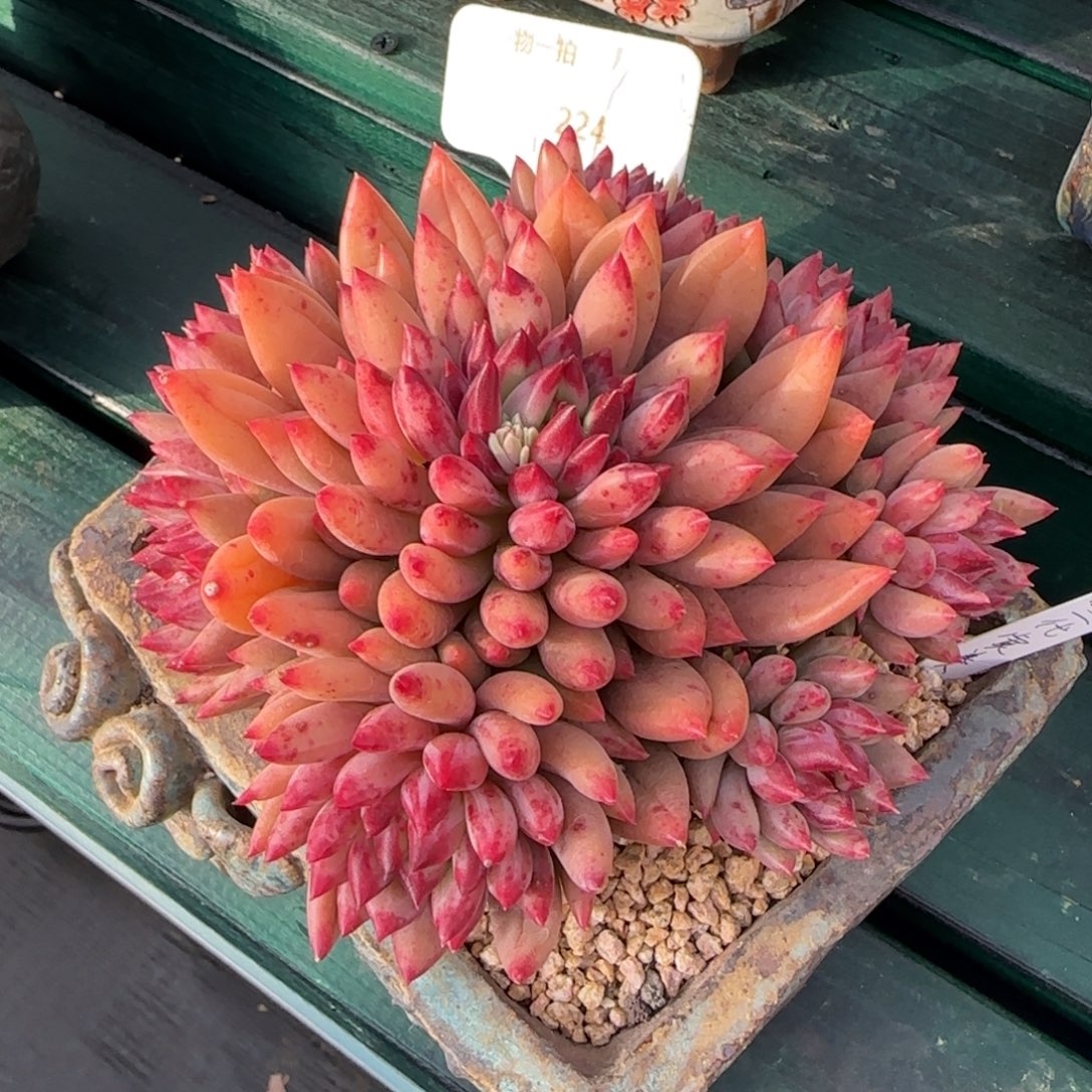 Q宝预存无实物111