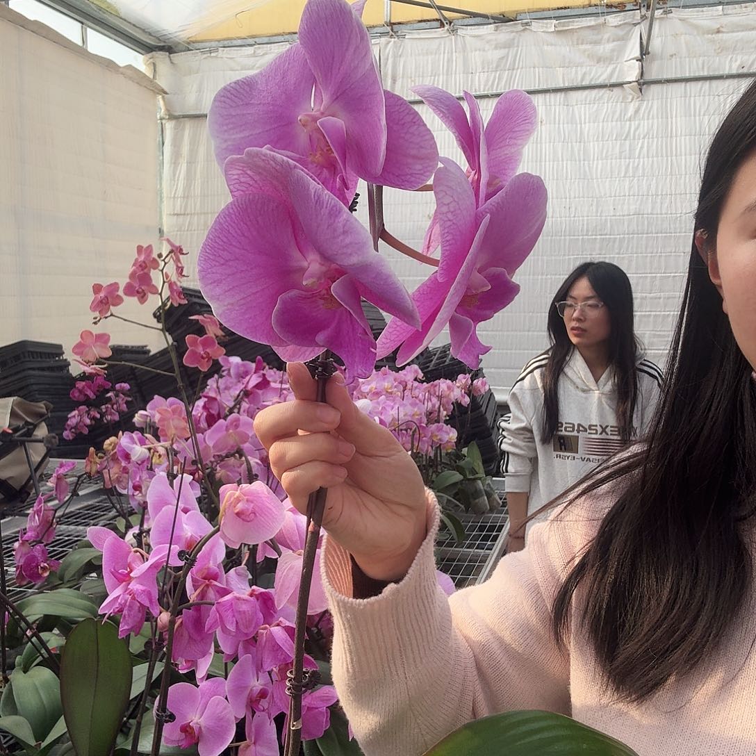 完全开放桃花运苗子瑕疵不售后