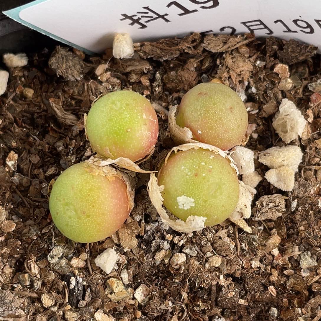 19-99皮姆多肉植物