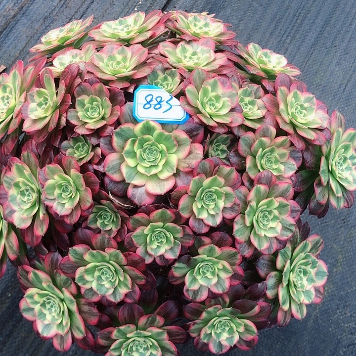 883安娜多肉法师