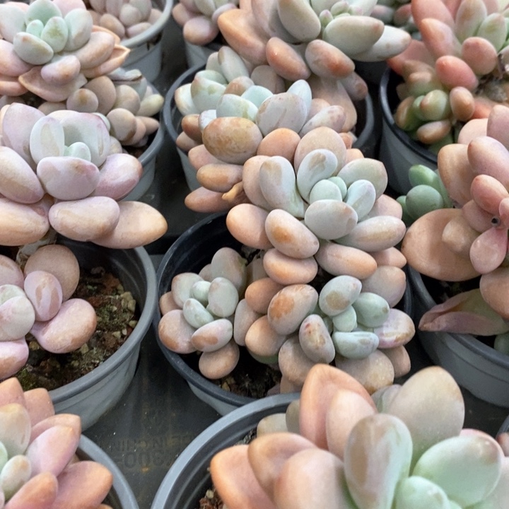 07。红洛神。群生。