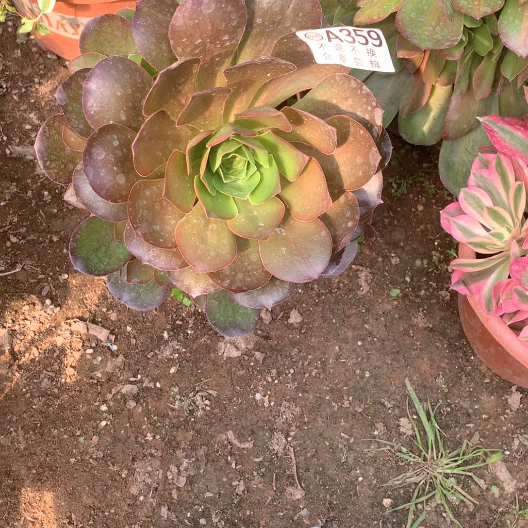 多肉植物魅金玫瑰359