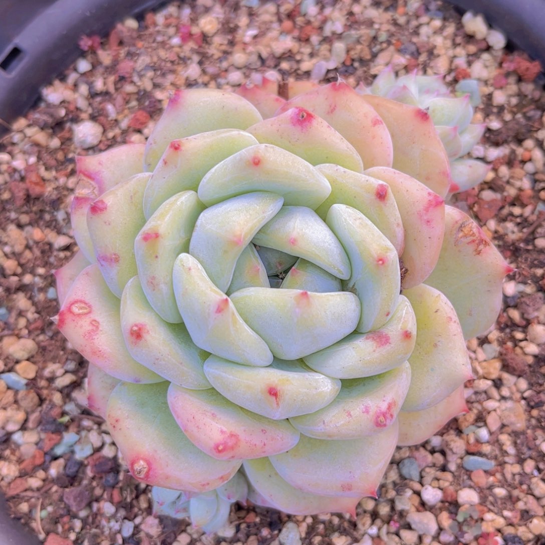 白拉糖31134多肉植物
