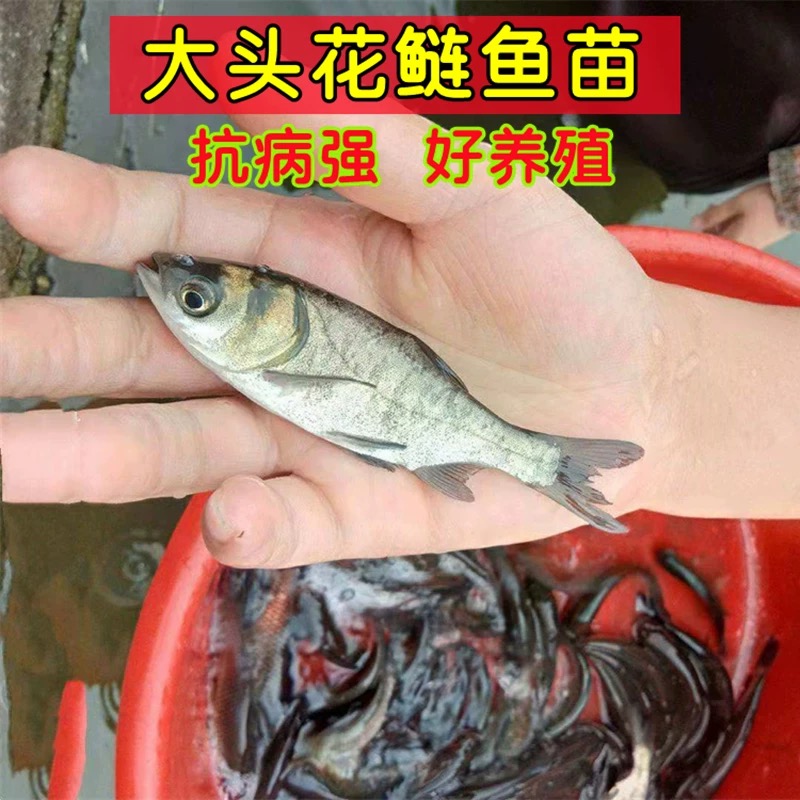 花鲢鱼鱼苗大头鱼鳙鱼活体观赏鱼冷水淡水养殖易活经验培育品质好