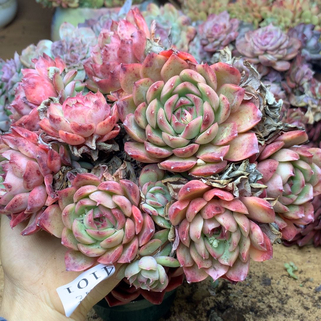 4101不包掉头介意不拍18厘米