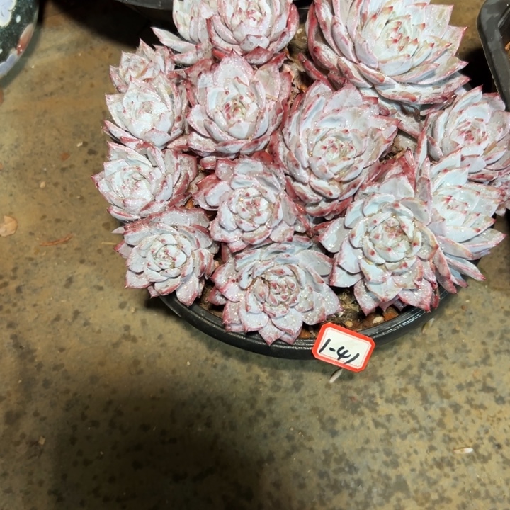 南***楓精品多肉植物老桩