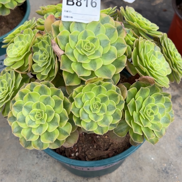 816雨荷22厘米左右