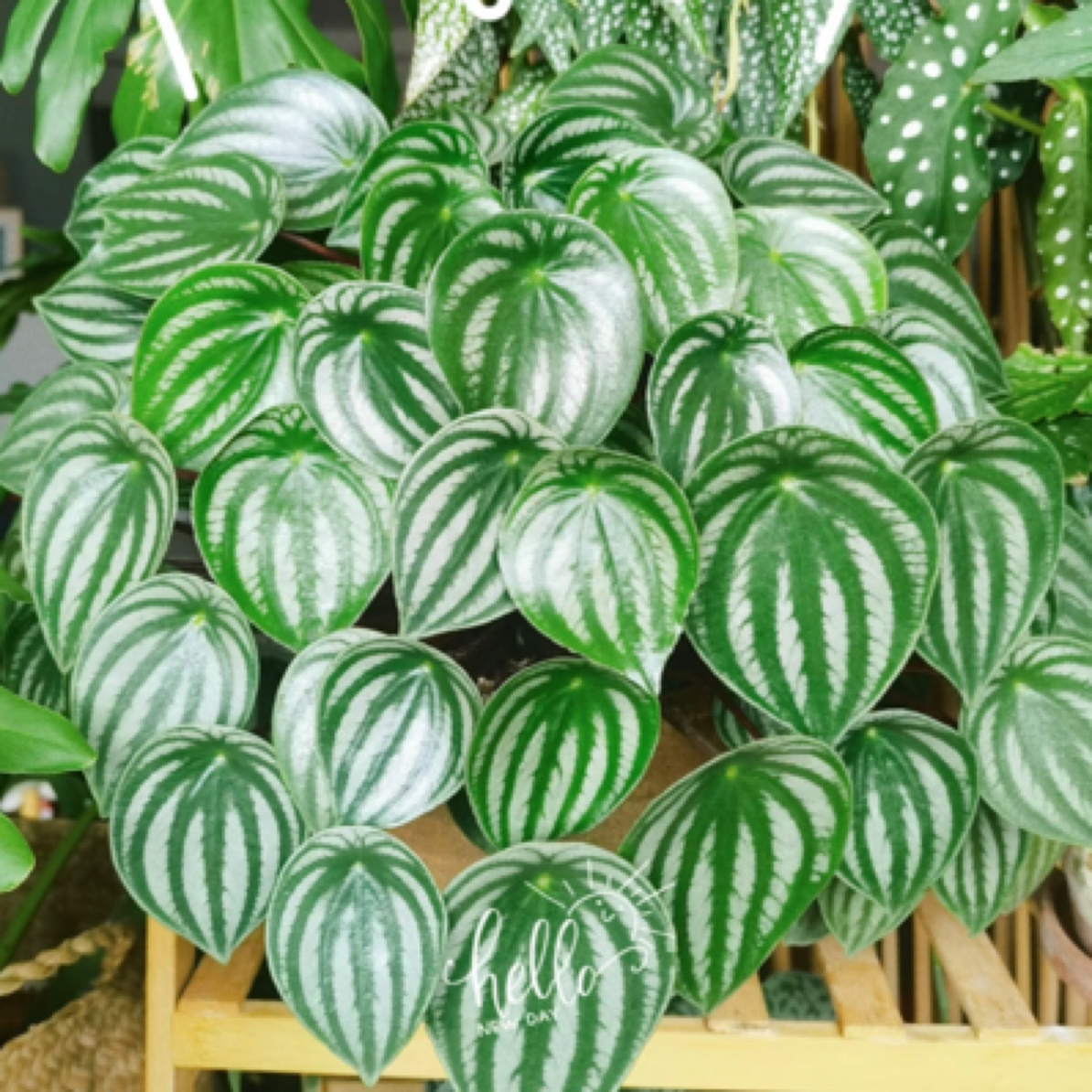 【矮胖西瓜皮椒草】ins风超好养懒人类多肉绿植办公室盆栽