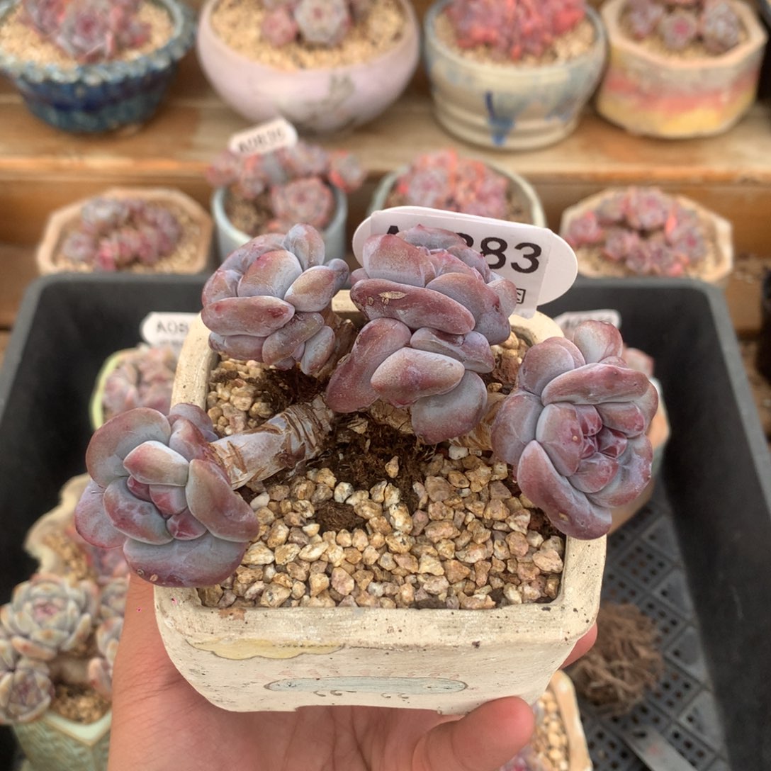 A0883 突尼斯老桩 自然群 9cm