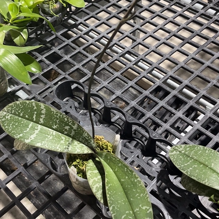 完全开放3.8寸百花蝴蝶寄养