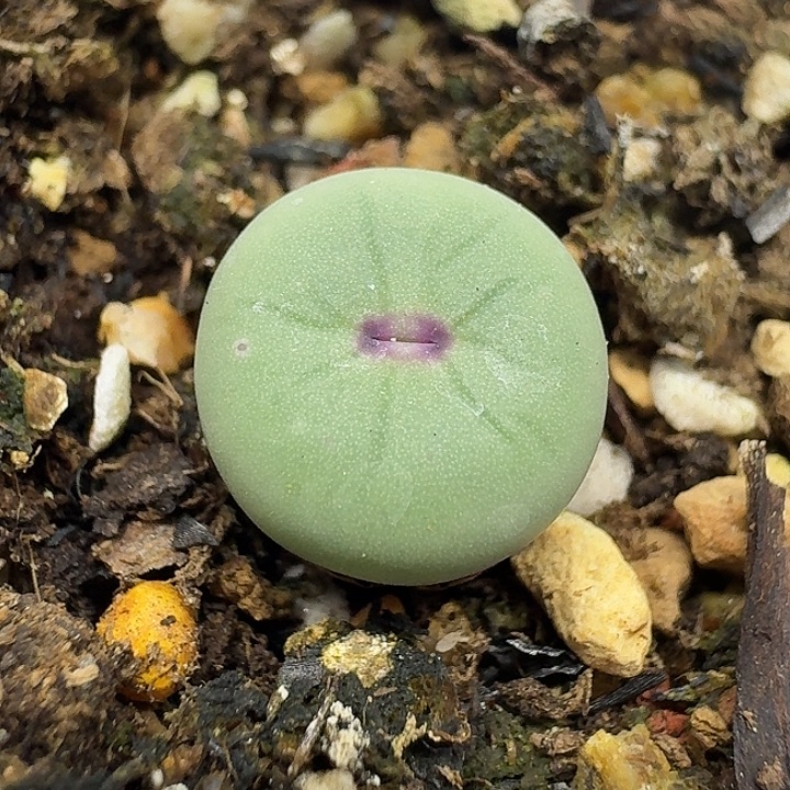 老马生石花小红嘴1042